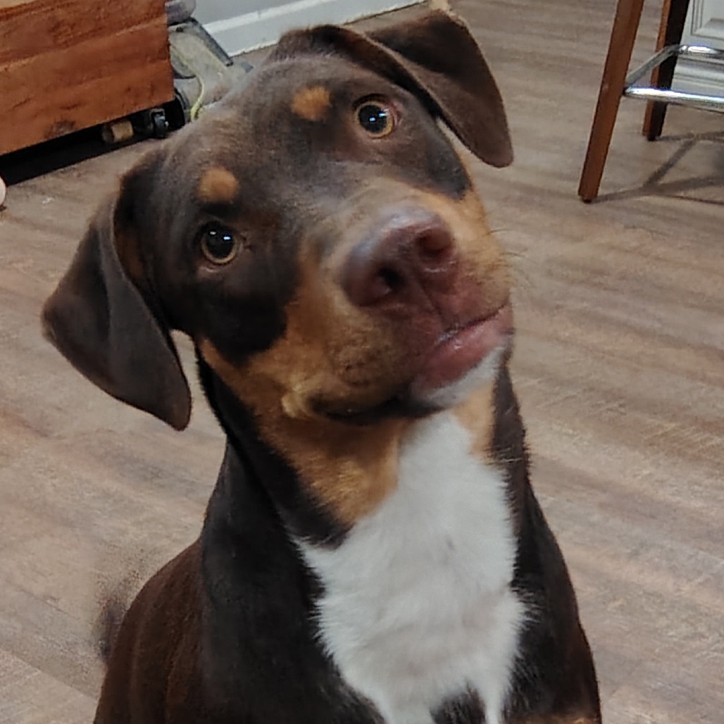 Penny