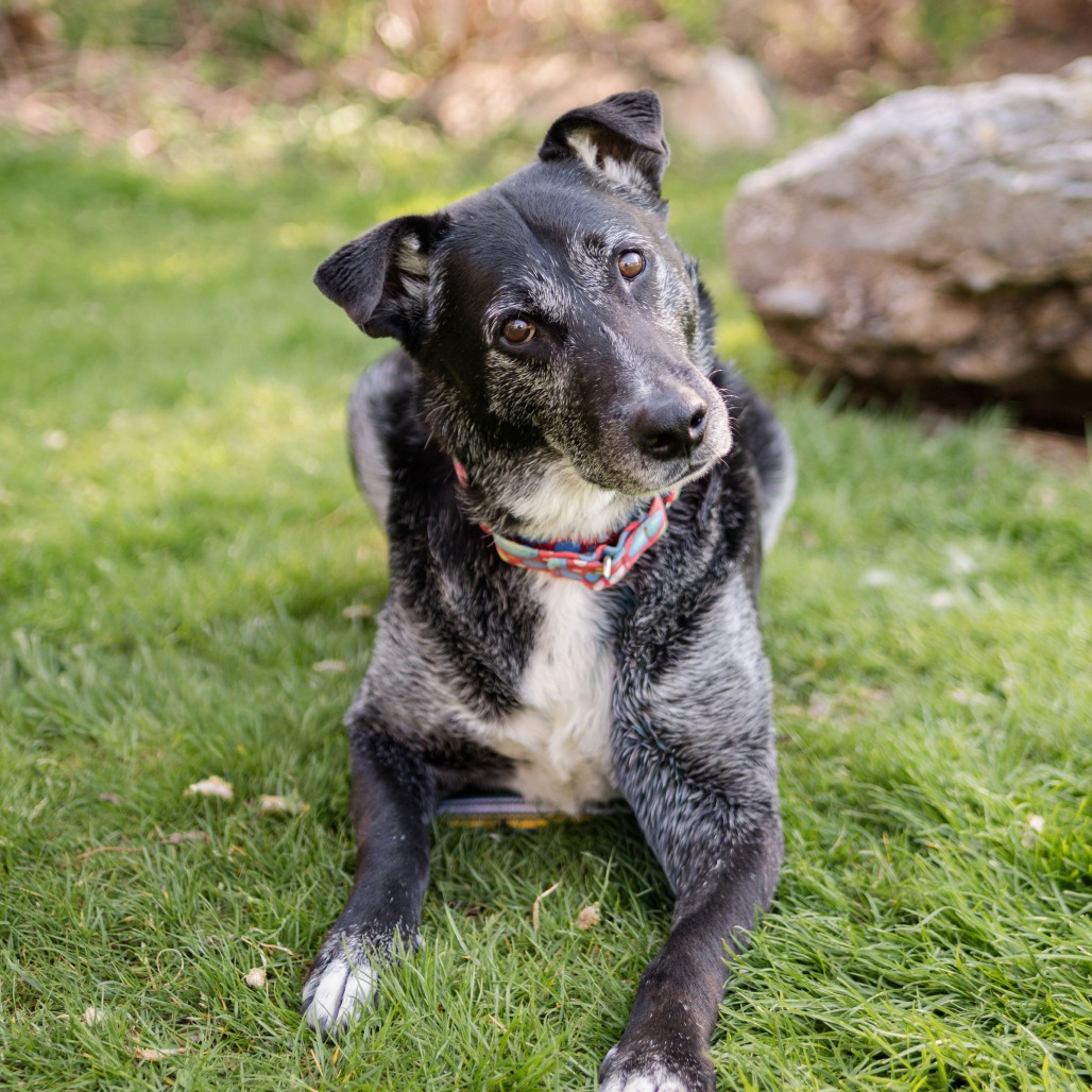 Rocky, photo 3
