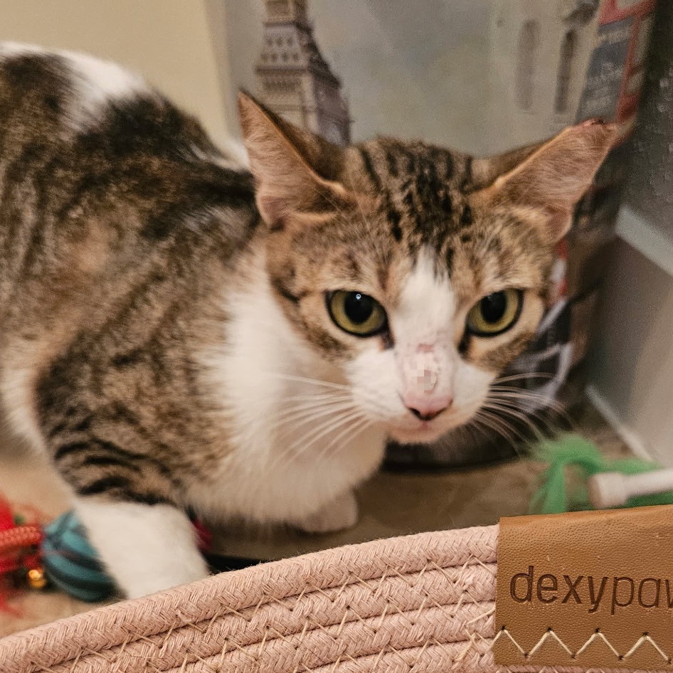 Sally Ann, photo 2