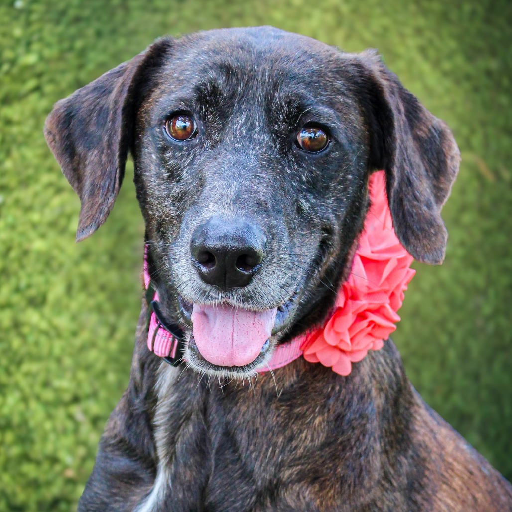 Callista, an adoptable dog at SPCA-BC