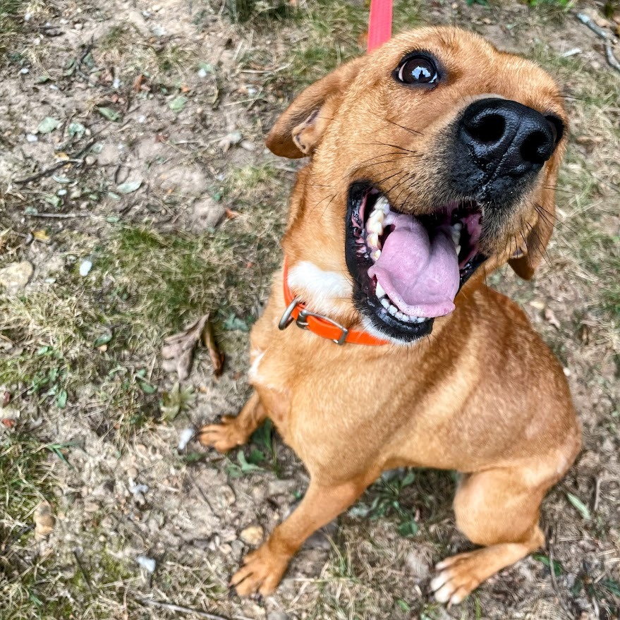 Darla — thumbnail 4