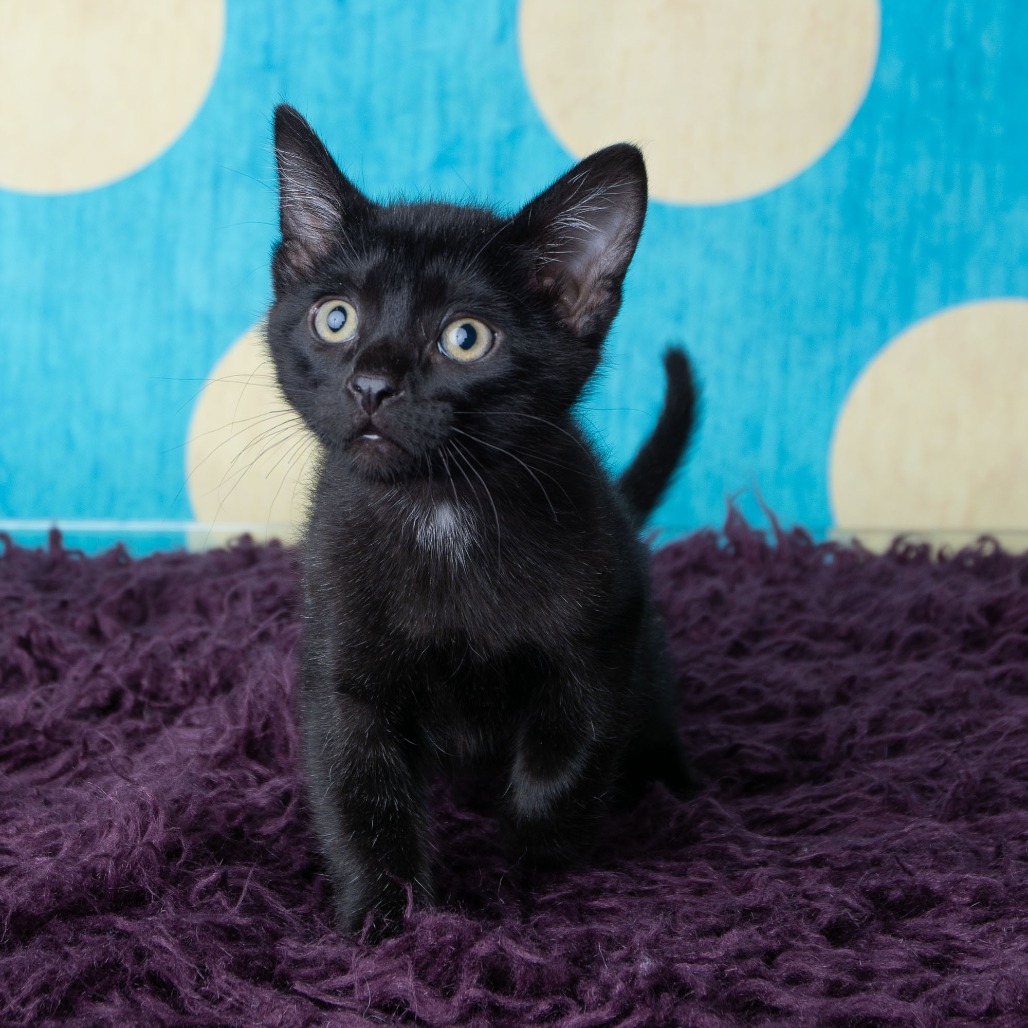 Zorro, photo 3