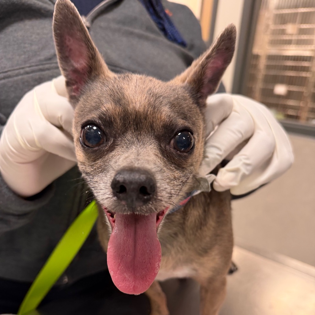 BABY BLUE - Mixed Breed (Small) available for adoption