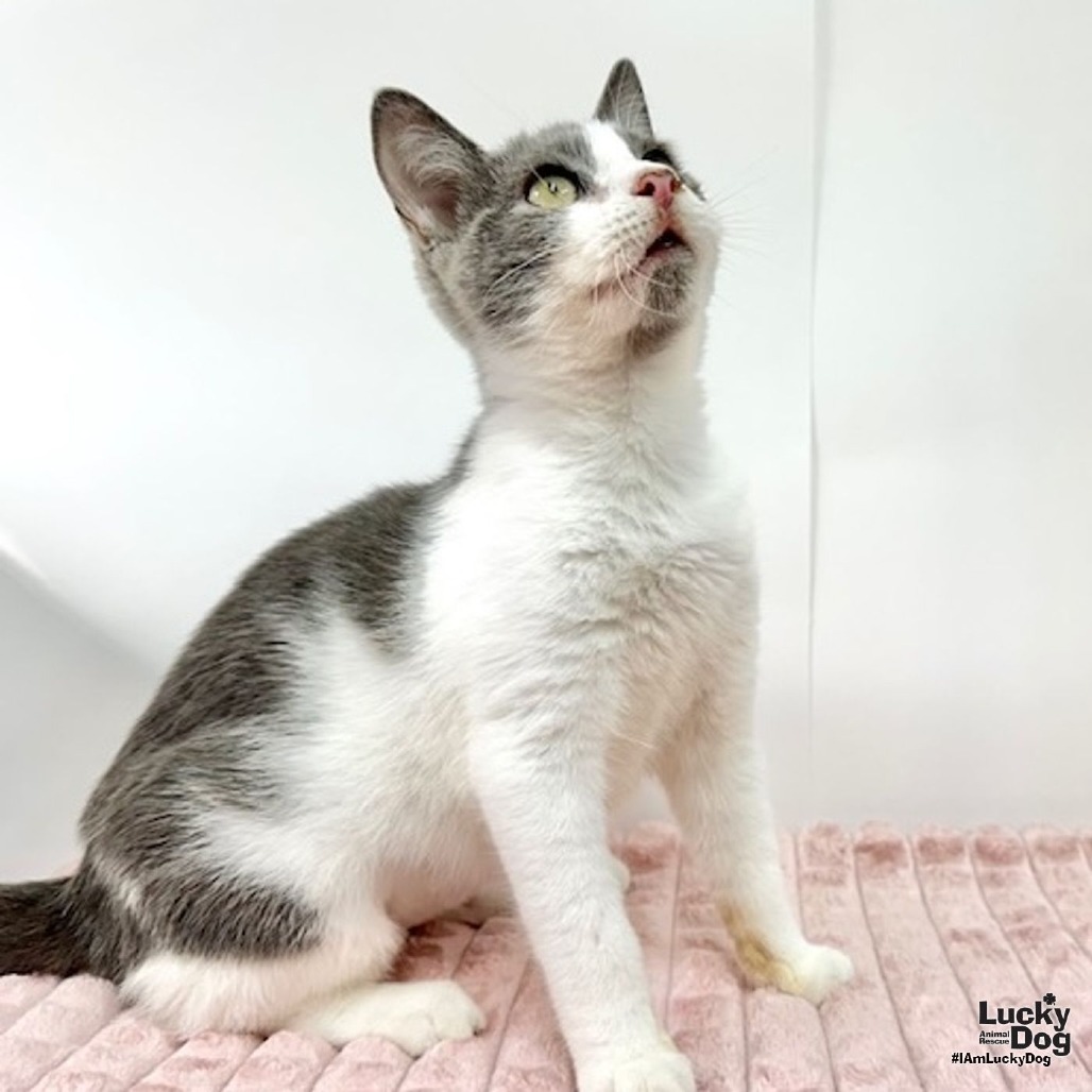 YOLANDA - Domestic Shorthair available for adoption