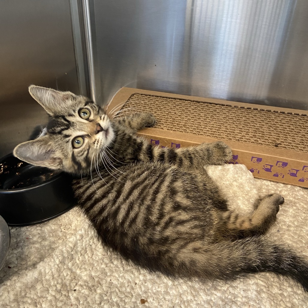 BONNIE - Domestic Shorthair available for adoption