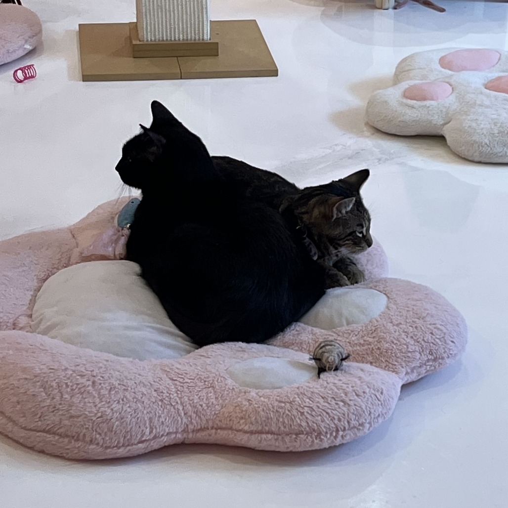 Lovebug, photo 13