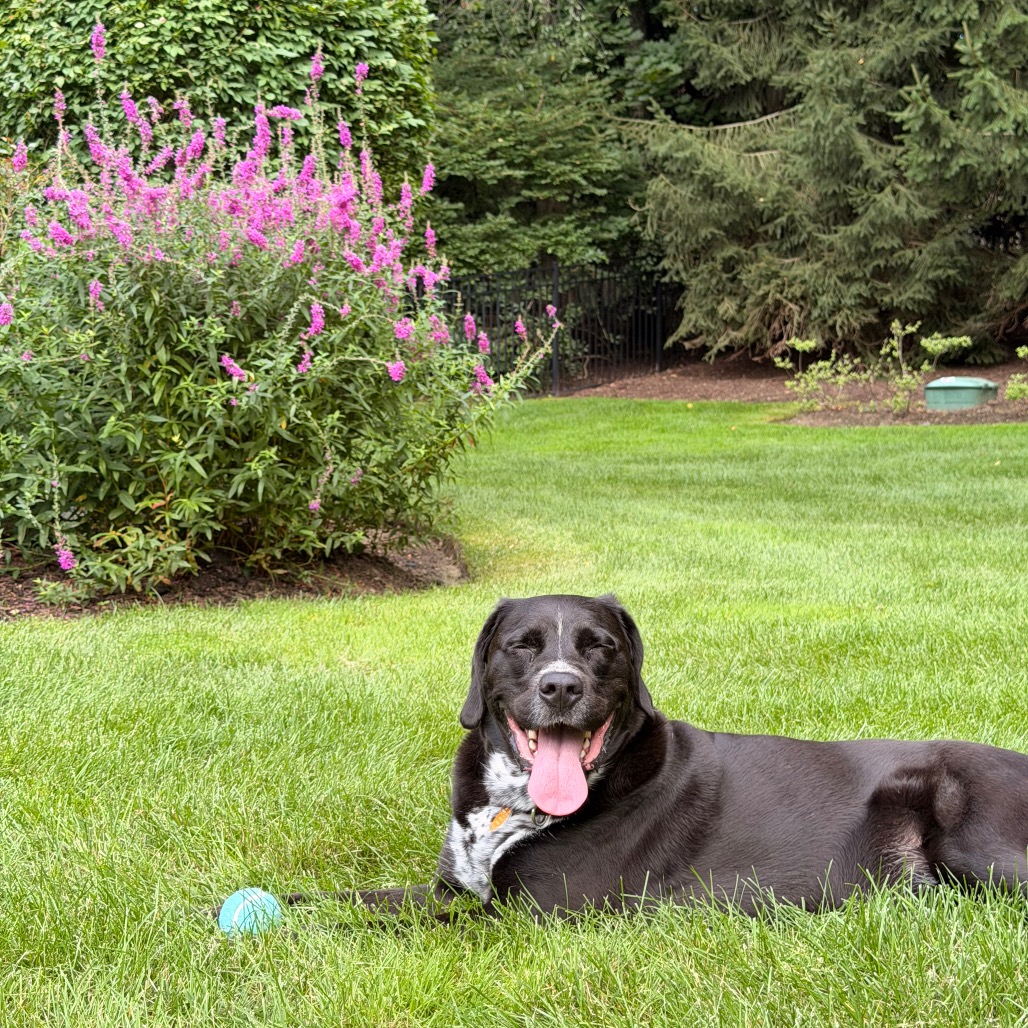 Buddy 5.