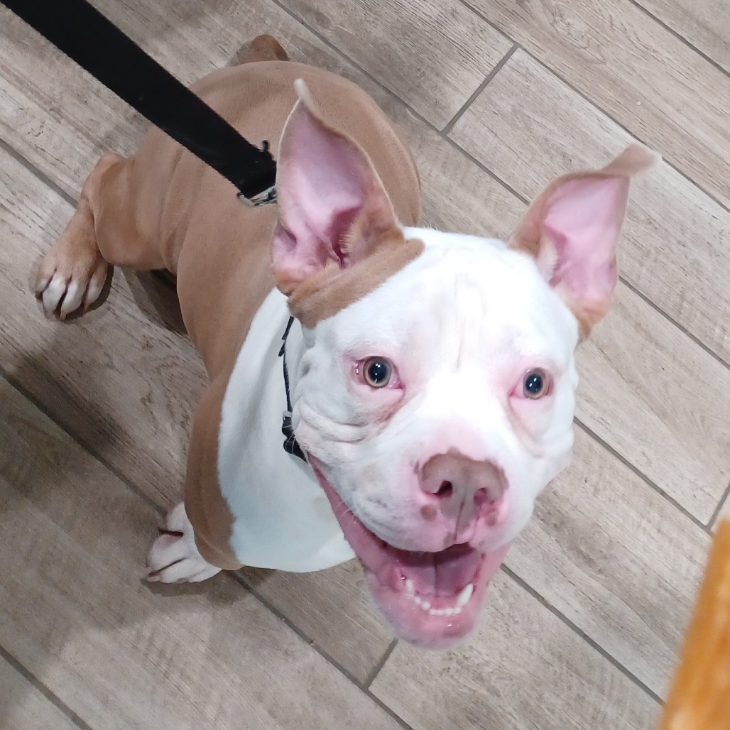 Beefy 5-Layer Burrito — thumbnail 2