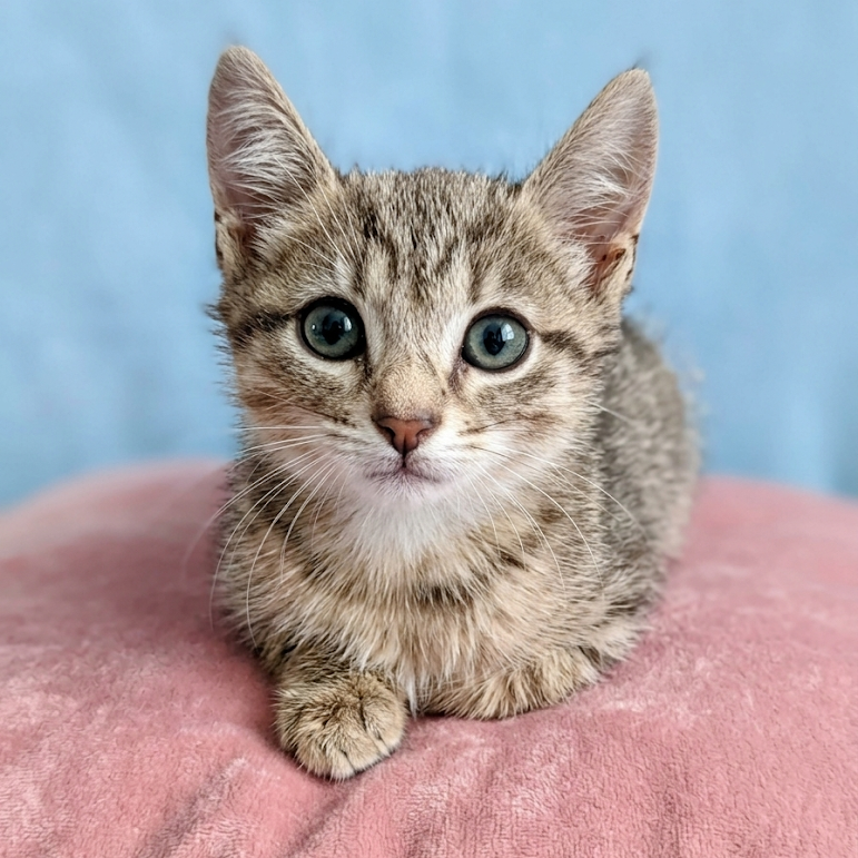 DEW DROP - Domestic Shorthair / Domestic Shorthair available for adoption
