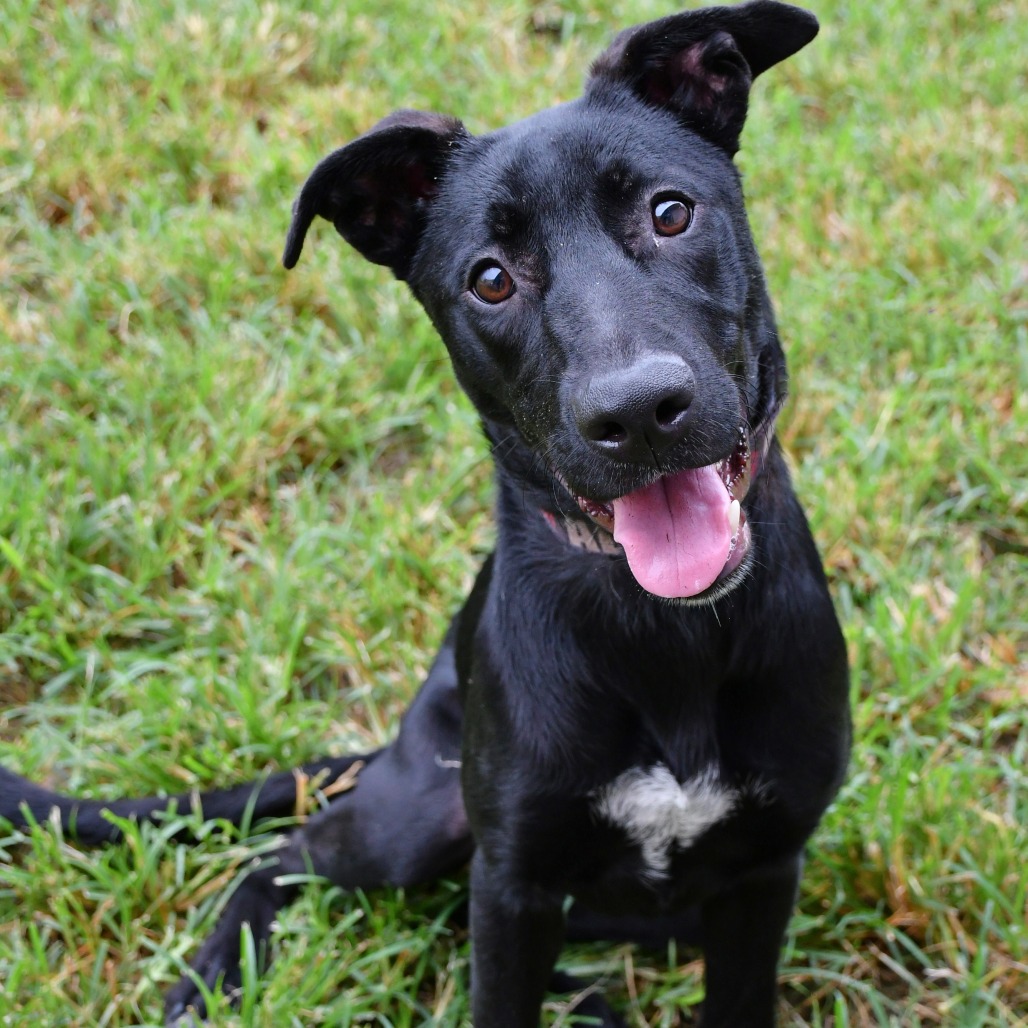 BONNIE - Retriever / Black Labrador for adoption in Beaumont