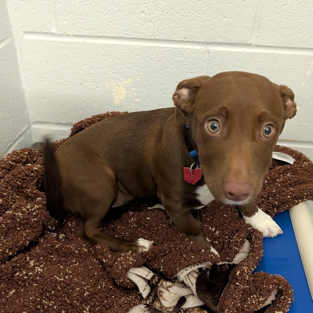 Lilac — thumbnail 3