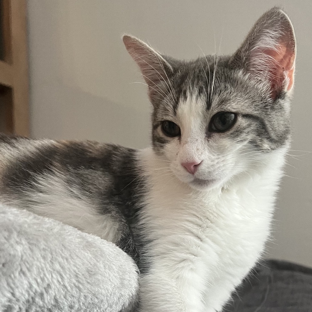 CLOVER - Domestic Shorthair available for adoption