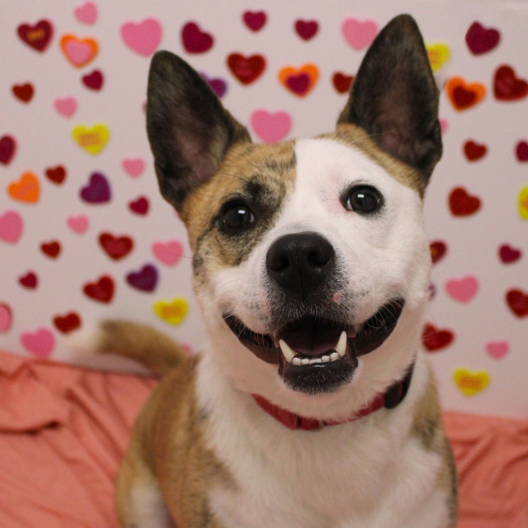 Tygren — thumbnail 2