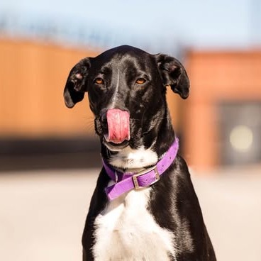 Photo of Gusto