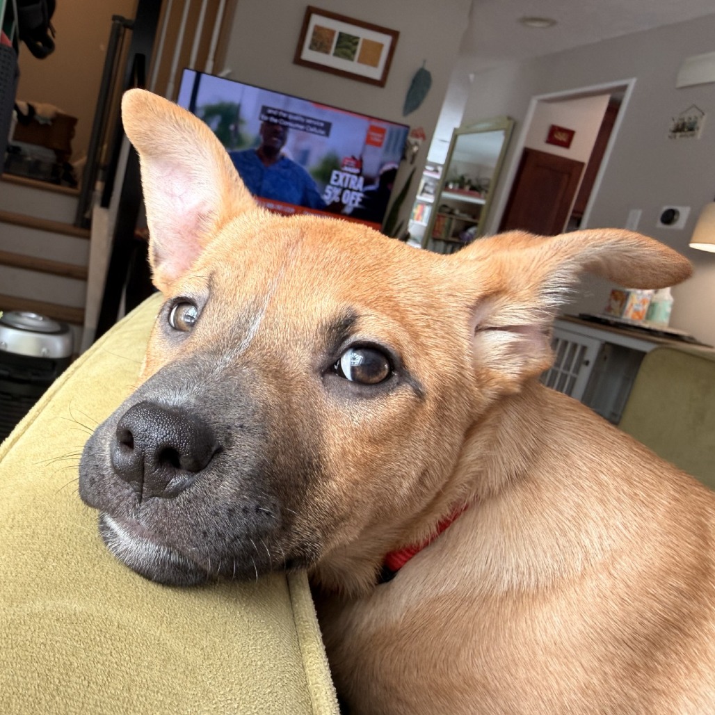 Mandolin Rain — thumbnail 2