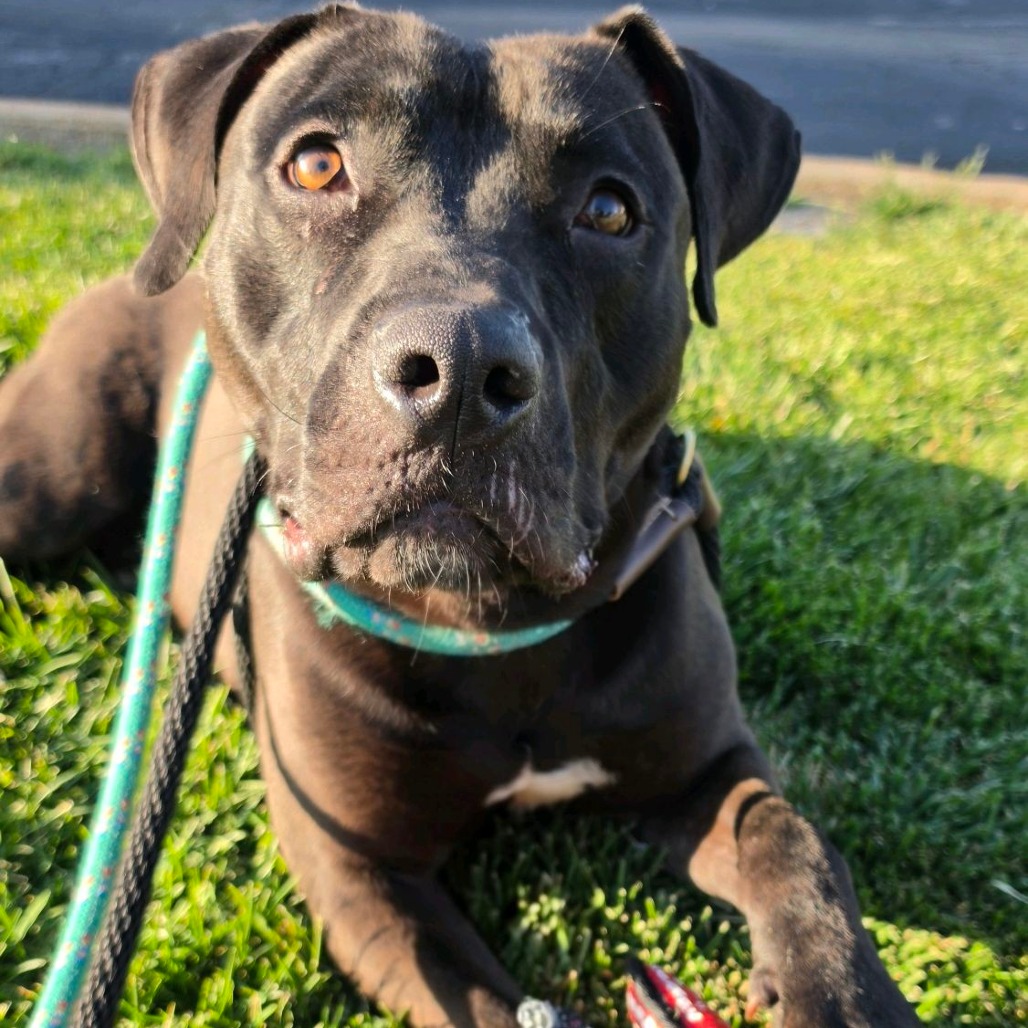 Obsidian, a Terrier