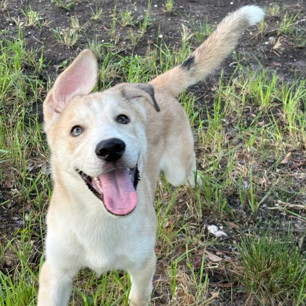 Scout, photo 2