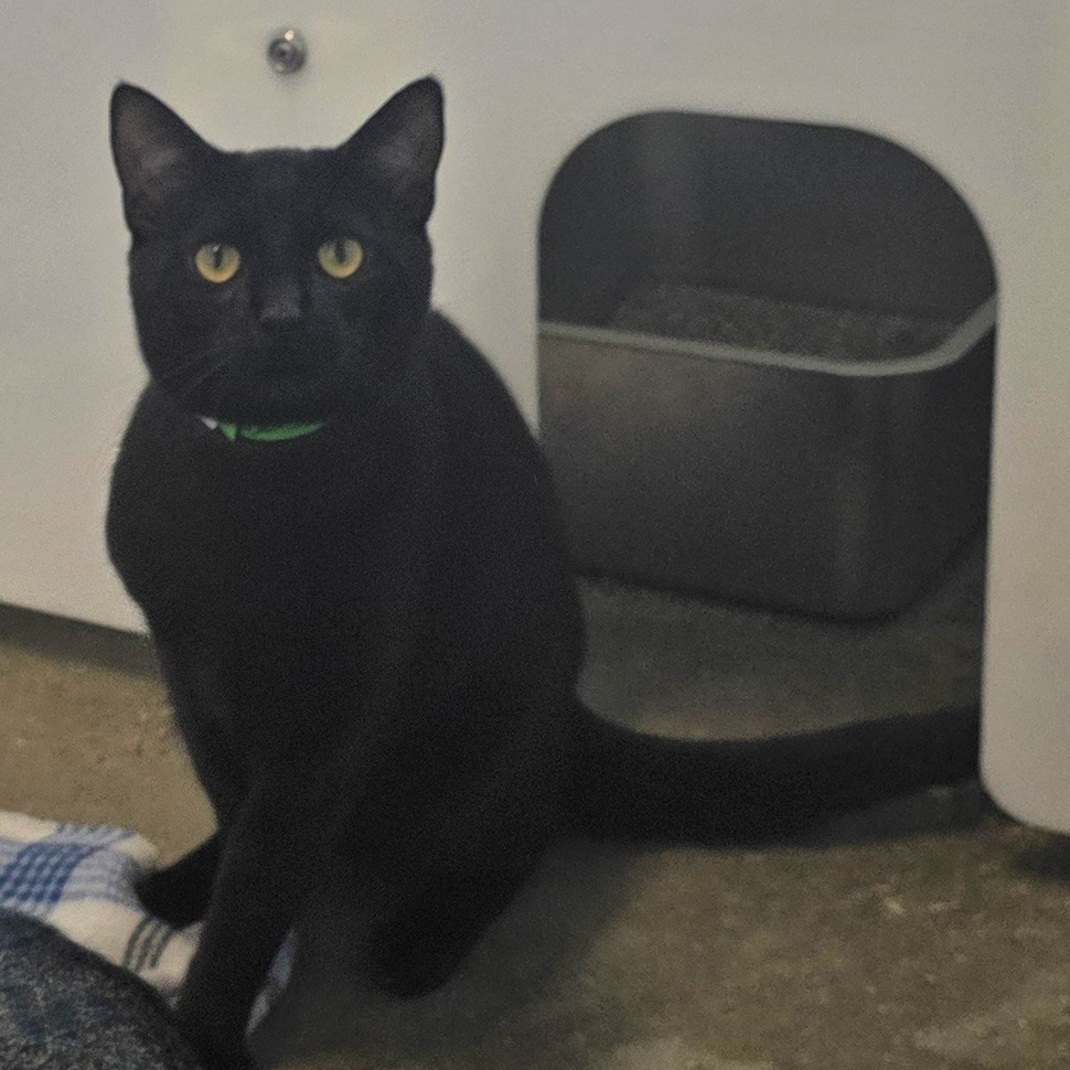 Toothless