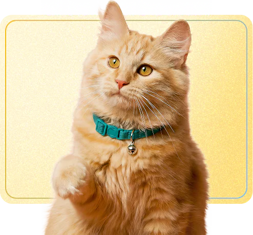 An orange tabby cat in a teal collar sitting up with one paw raised