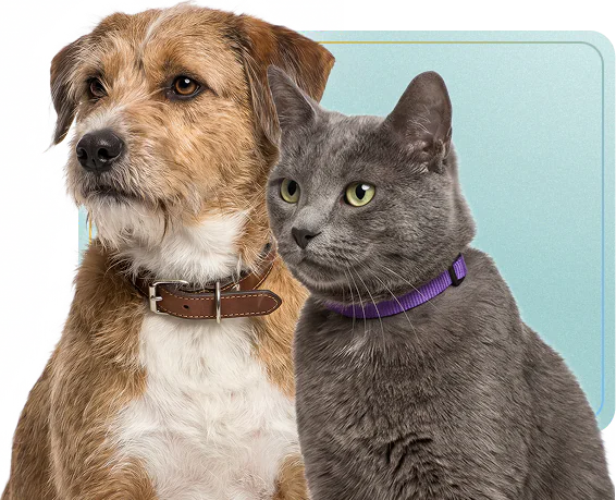 A scruffy terrier and a grey cat sitting together in front of a teal panel