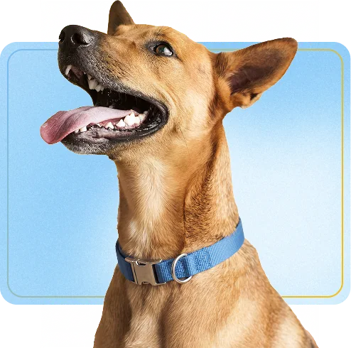 A happy dog in a blue collar looking up